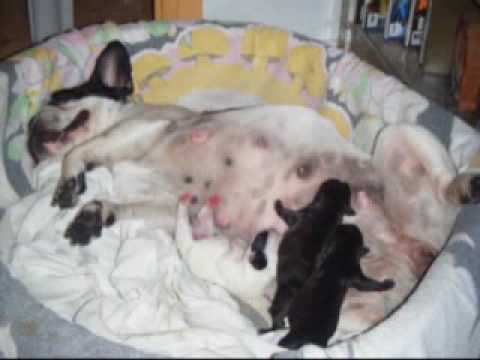 Bulldog Frances Yuna Y Sus Tres Bebes Recien Nacidos 28-7-2009 ...