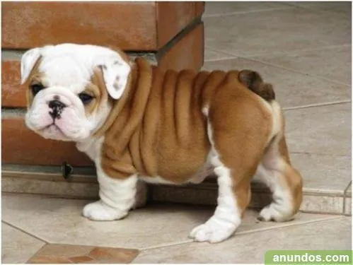 Bulldog inglés cachorros adopcion gratis - Imagui Bulldog inglés cachorros adopcion gratis - Imagui