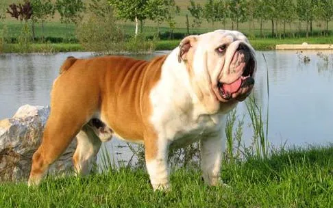 Bulldog Ingles — Comprar Bulldog Ingles, Precio de , Fotos de ...