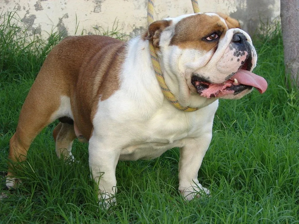 cachorros bulldog ingles | Cuidar de tu mascota es facilisimo.