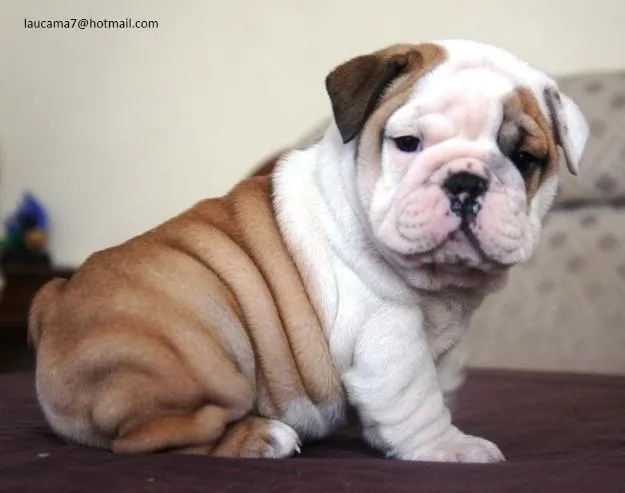 bulldog ingles | Imagenes