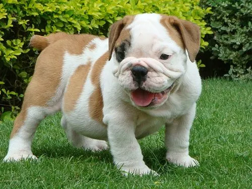 El bulldog inglés | Mundo Perro