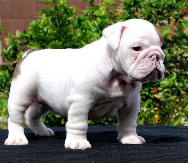 Bulldog Inglés | Perros Bulldog | Razas de perros Bulldog Inglés | Perros Bulldog | Razas de perros
