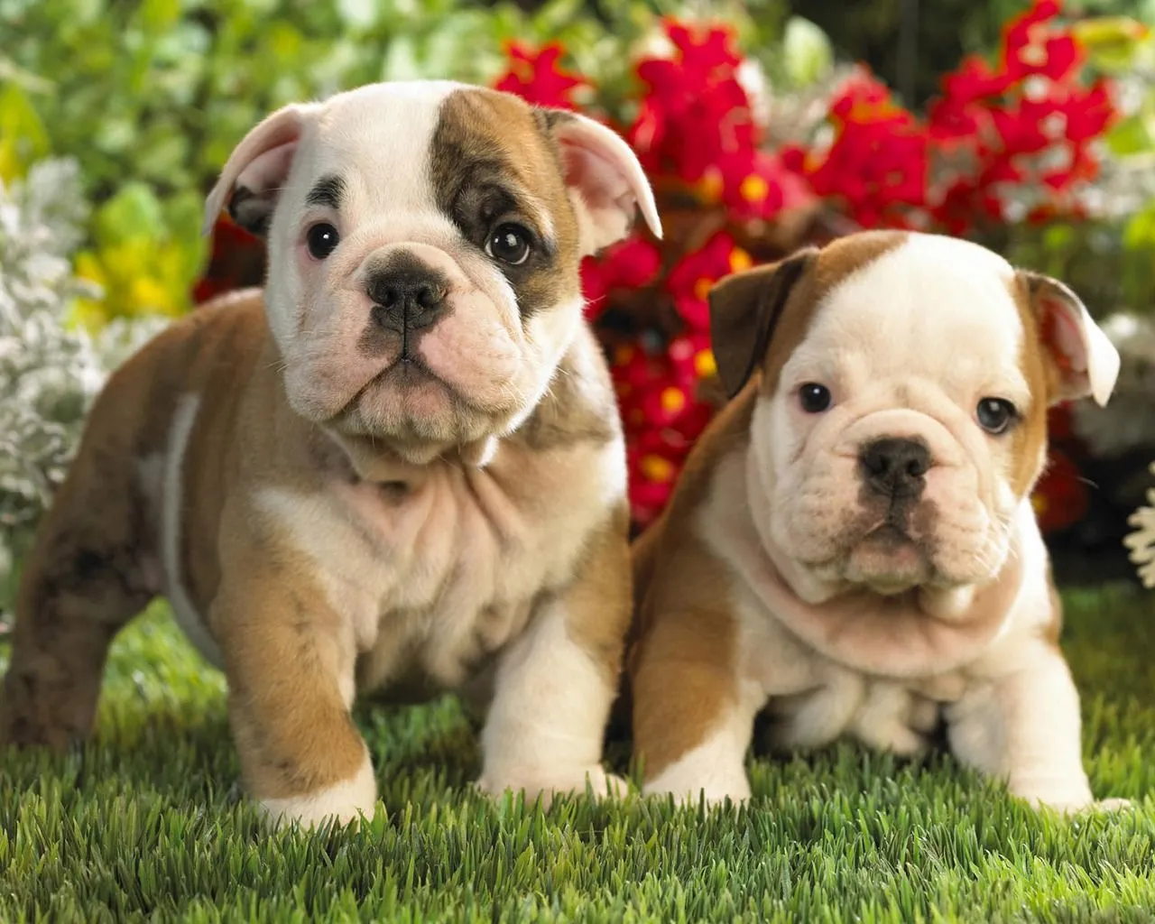 Bulldog Ingles 9 Pictures