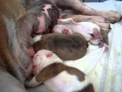 Bulldog inglés recién nacidos - YouTube