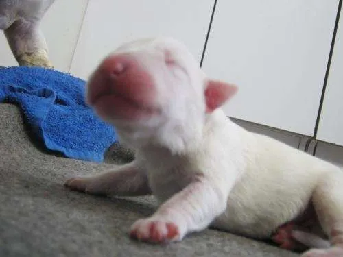 Bullterrier bebé - Imagui