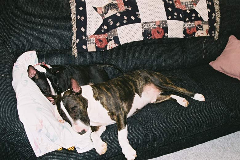 Bullterrier wallpapers