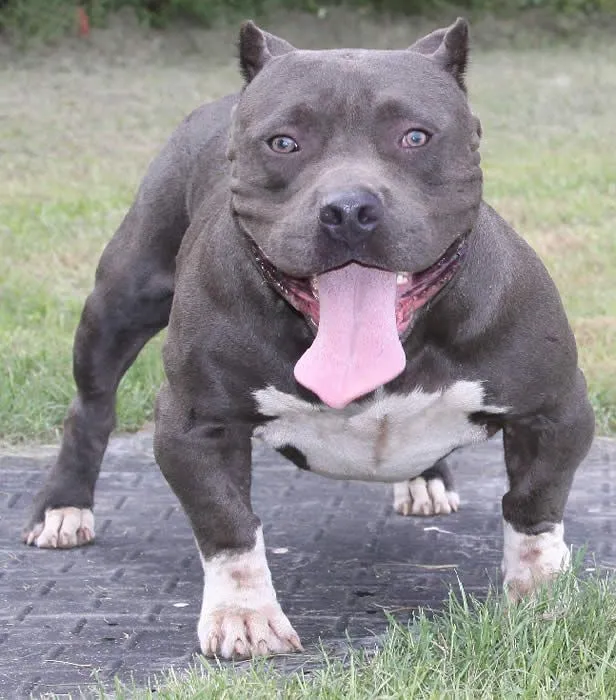 Bully Pit | Dogs | Pinterest | Bullies, Pitbull and Jason Aldean