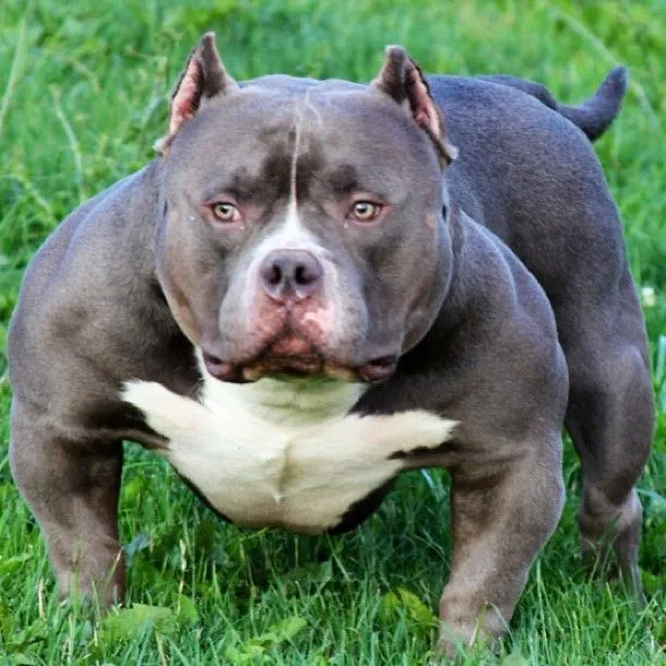 Bully Pit | Dogs | Pinterest | Bullies