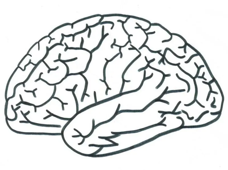El cerebro para colorear para niños - Imagui El cerebro para colorear para niños - Imagui