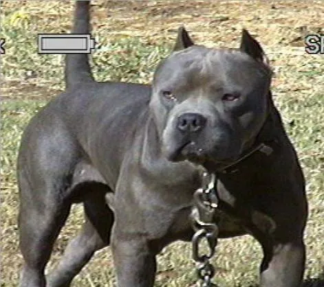 BullyPedia | The Premiere All Bully Breed Certified Pedigree Database