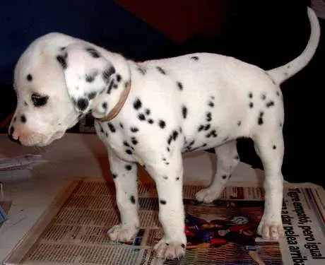 Bulos sobre perros: ni Helena ni Mónica tienen cachorros que se ... Bulos sobre perros: ni Helena ni Mónica tienen cachorros que se ...