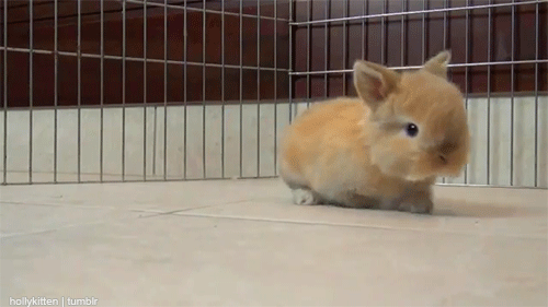 bunnies everywhere