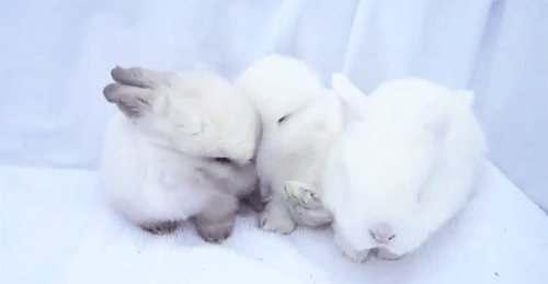 Bunny Trio : Rabbits