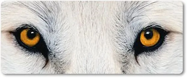 Burbujas de sueño: Reseña (6) Los ojos del lobo. Care Santos. Burbujas de sueño: Reseña (6) Los ojos del lobo. Care Santos.