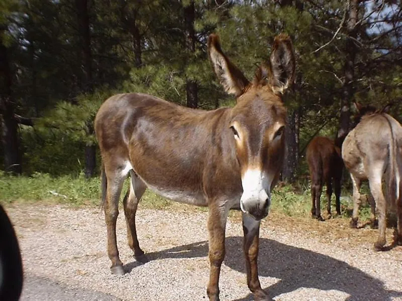 El burro animal bíblico y milenario