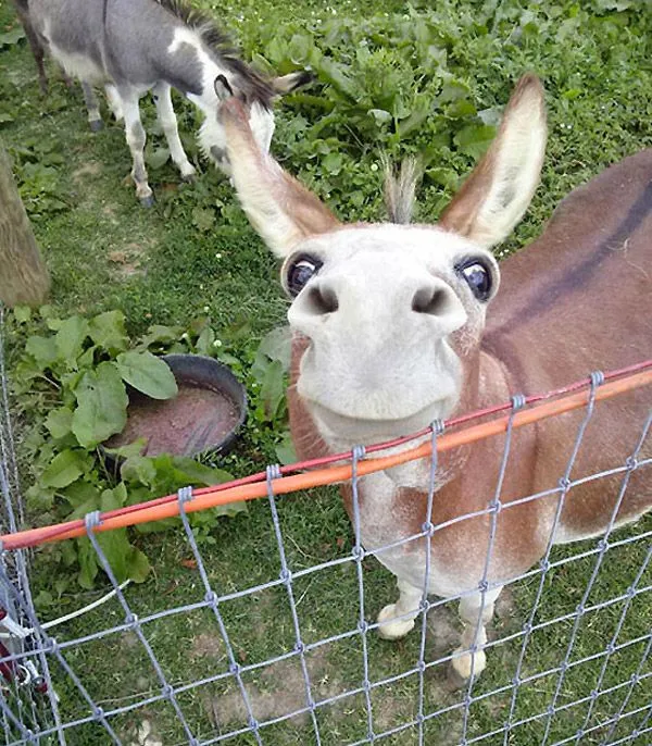 burro-feliz.jpg