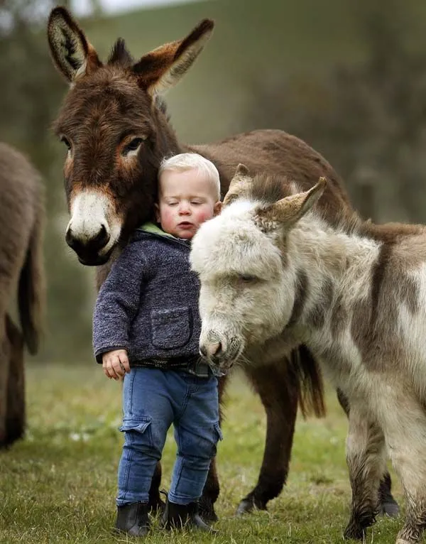 Pero Que Burro! Estas 8 Fotos Te Derretirán El Corazón | Amonimal Pero Que Burro! Estas 8 Fotos Te Derretirán El Corazón | Amonimal