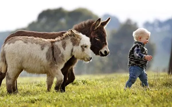 Pero Que Burro! Estas 8 Fotos Te Derretirán El Corazón | Amonimal Pero Que Burro! Estas 8 Fotos Te Derretirán El Corazón | Amonimal