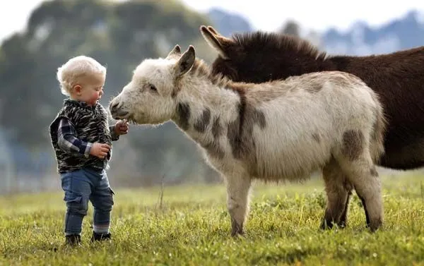 Pero Que Burro! Estas 8 Fotos Te Derretirán El Corazón | Amonimal