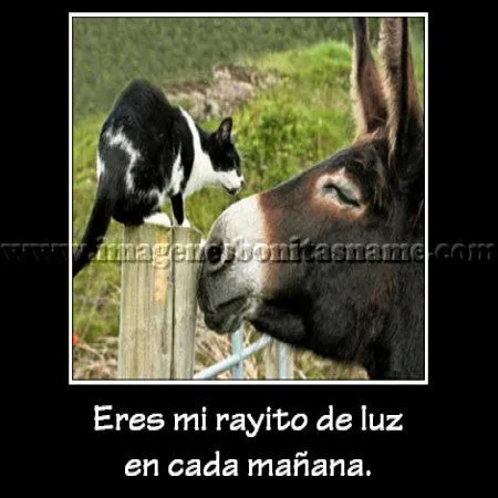 Burro Y Gato Enamorados - Imagenes Bonitas | Frases Bonitas Burro Y Gato Enamorados - Imagenes Bonitas | Frases Bonitas
