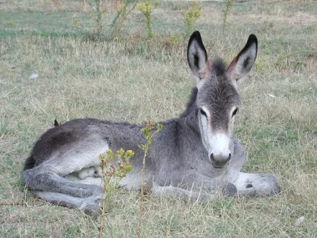 El Burro en peligro de extinción | SER Madrid Sur El Burro en peligro de extinción | SER Madrid Sur