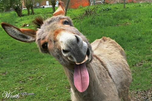 burro | Proud to be Hyatt