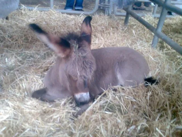 Burros bebés - Imagui