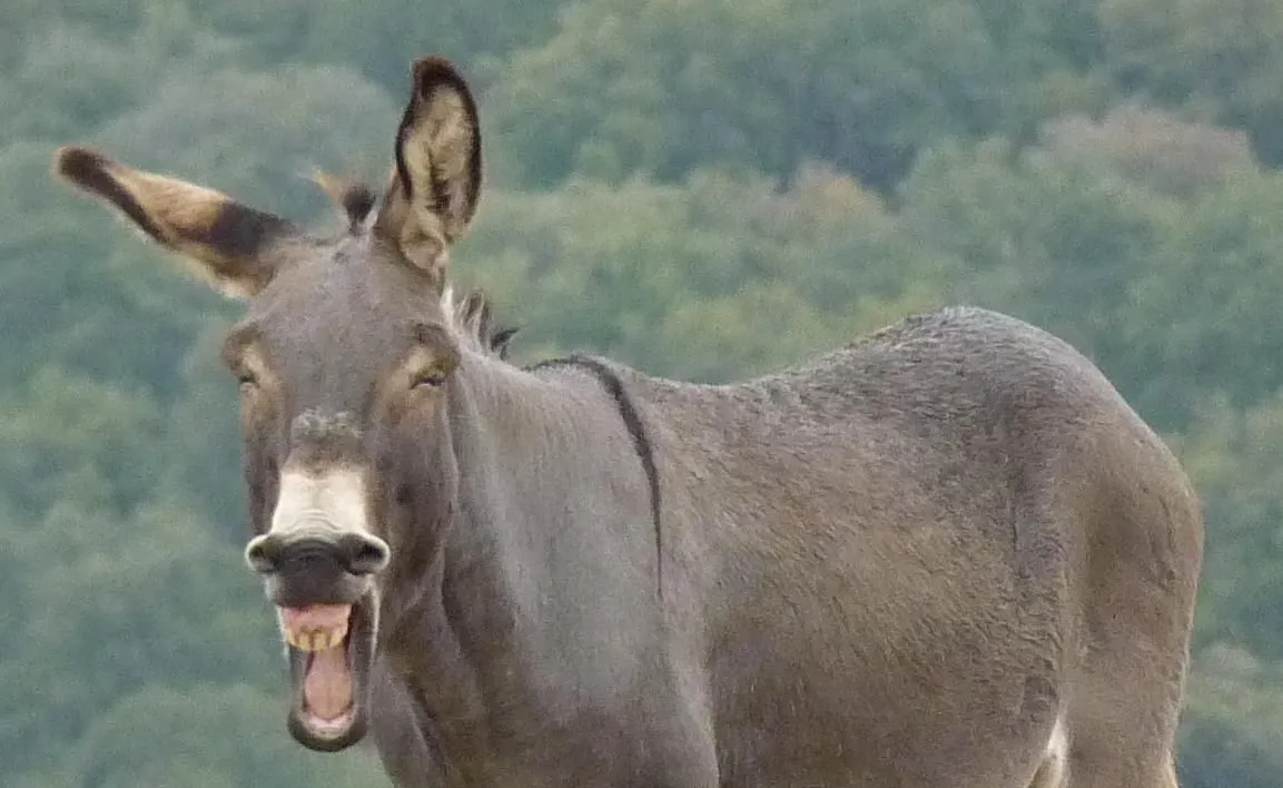 Los burros | Estación Xolomo 2.0.