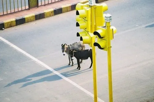 Fotos chistosas de burros - Imagui
