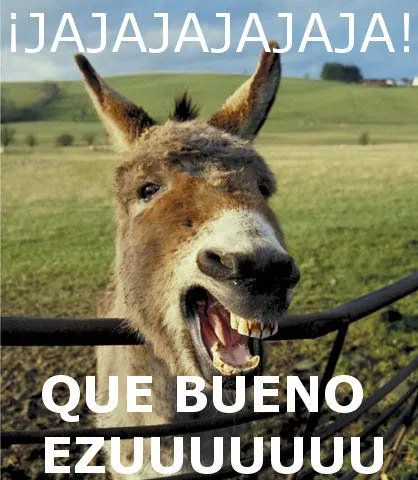 Burros graciosos - Imagui