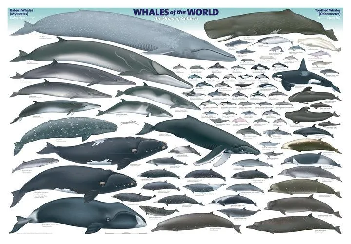 Busaca - imágenes - tipos de ballenas