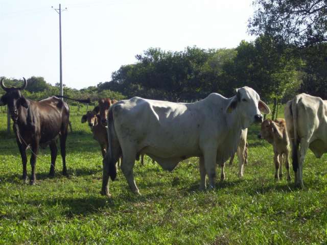 Busaca Net - imágenes - ganado cebu