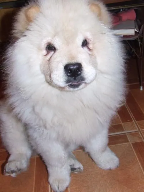 Se busca macho chow chow de color blanco para cruzar con una ... Se busca macho chow chow de color blanco para cruzar con una ...
