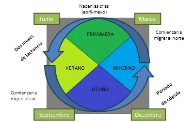 En busca de un murciélago | La huella del jaguar