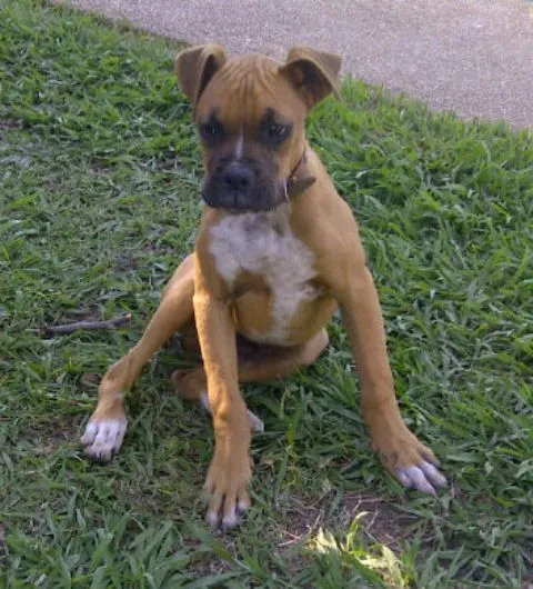 Se busca perro boxer de 5 meses..! « Diario Renguino Rengocity.cl