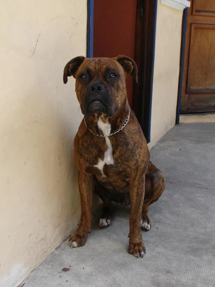 Busca Perros Xalapa: PERRITO BOXER EXTRAVIADO Busca Perros Xalapa: PERRITO BOXER EXTRAVIADO