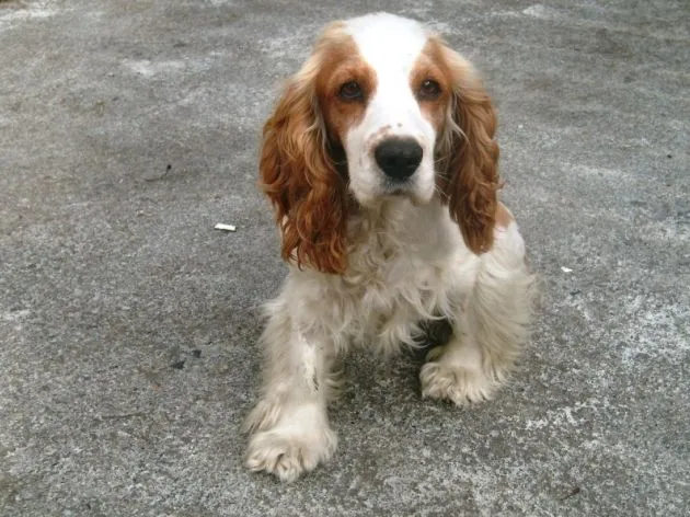 Buscan al dueño de pequeña perrita cocker encontrada en Hualpén ... Buscan al dueño de pequeña perrita cocker encontrada en Hualpén ...