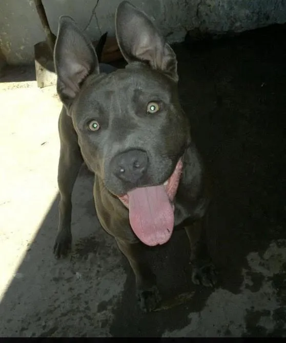 Buscan a un pitbull gris con orejas largas que fue robado. Av. 39 ... Buscan a un pitbull gris con orejas largas que fue robado. Av. 39 ...