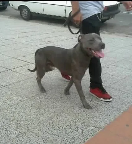 Buscan a un pitbull gris con orejas largas que fue robado. Av. 39 ... Buscan a un pitbull gris con orejas largas que fue robado. Av. 39 ...