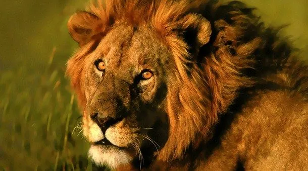 Buscando al Rey León - Catai Tours