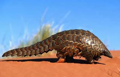 Buscando La Verdad: MATAN A EXTRAÑA CRIATURA EN PAKISTAN