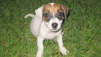Buscar anuncios: Perros - venta animal (México) - Página 8 Buscar anuncios: Perros - venta animal (México) - Página 8