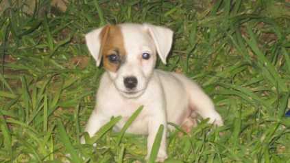 Buscar anuncios: Perros - venta animal (México) - Página 8 Buscar anuncios: Perros - venta animal (México) - Página 8
