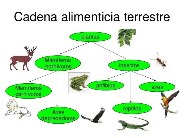 Buscar Directo - Imágenes - cadena alimenticia terrestre