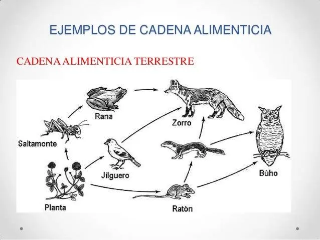 Buscar Directo - Imágenes - cadena alimenticia terrestre