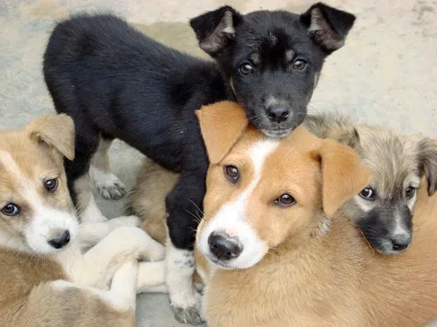 Buscas adoptar un animal en CDMX? Aquí algunos sitios de adopción ... Buscas adoptar un animal en CDMX? Aquí algunos sitios de adopción ...