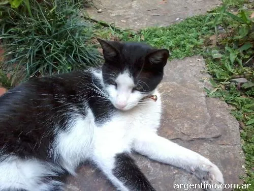 Busco A Mi Gato, Zona Témperley Color Blanco Y Negro en Temperley ... Busco A Mi Gato, Zona Témperley Color Blanco Y Negro en Temperley ...