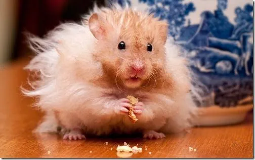 hamster gifs animados y dibujos para colorear | Busco Imágenes hamster gifs animados y dibujos para colorear | Busco Imágenes