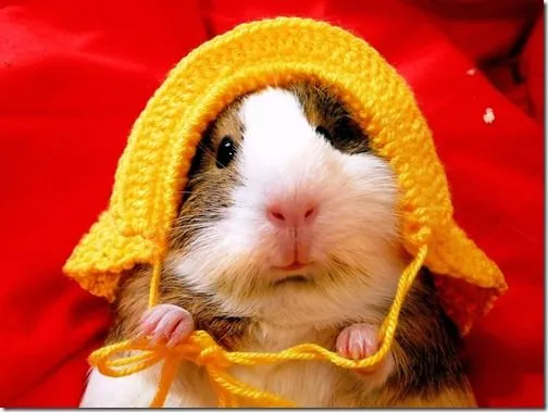 hamster gifs animados y dibujos para colorear | Busco Imágenes hamster gifs animados y dibujos para colorear | Busco Imágenes